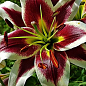 Лилия "Beverly Dreams" (Гигантский цветок)