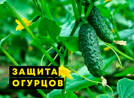 Обробка огірків марганцівкою - Agro-Market