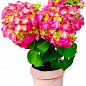 LMTD Гортензия крупнолистная цветущая 3-х летняя "Early Rood" (30-40см) купить