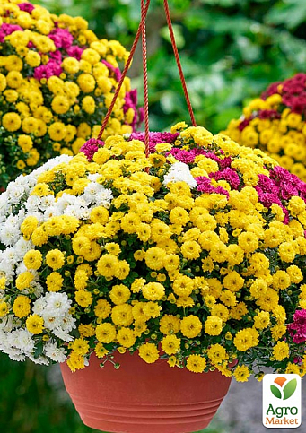 Хризантема мультифлора 3 кольори "Colorito" (підвісний вазон Ø23 висота 30-50см)