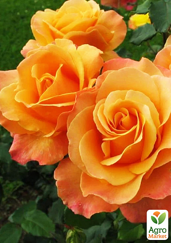 Троянда чайно-гібридна "Miracle" (саджанець класу АА +) вищий сорт - фото 3