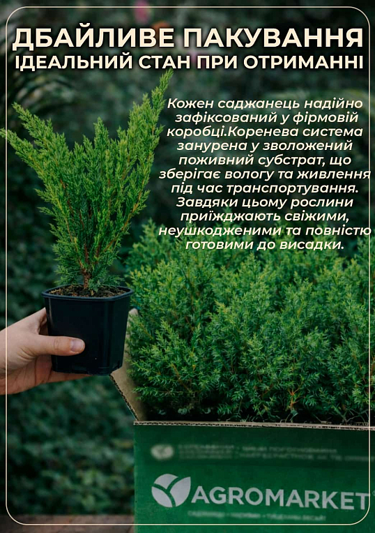 Ялівець скельний "Moonglow" (контейнер Р9, висота 25-30 см) - фото 4