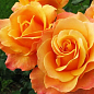 Троянда чайно-гібридна "Miracle" (саджанець класу АА +) вищий сорт цена