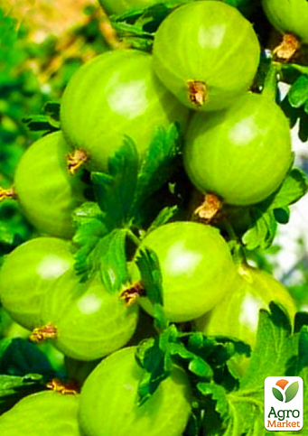 Крыжовник "Изумрудный" (ранний срок созревания, сорт с повышенной морозоустойчивостью)