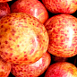 Слива-абрикос червоном'яса "Плуот" укорінена в контейнері (саджанець 2 роки)  купить