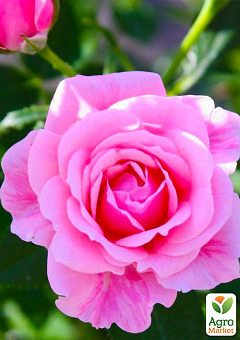 Троянда дрібноквіткова (спрей) "Пінк Сімфоні" (саджанець класу АА+) вищий сорт1