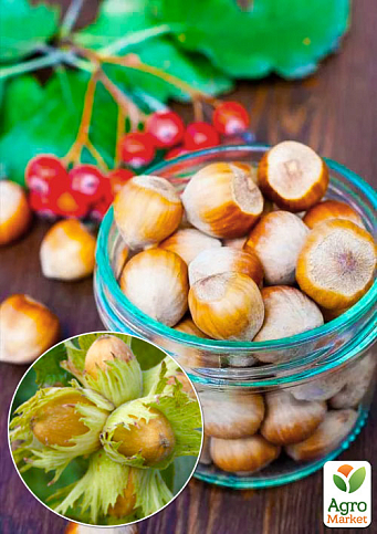 Фундук "Каталонский" (перекрёстное опыление, садить по 2 шт)