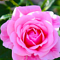 Троянда дрібноквіткова (спрей) "Пінк Сімфоні" (саджанець класу АА+) вищий сорт