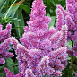 Астильба "Pumila" 