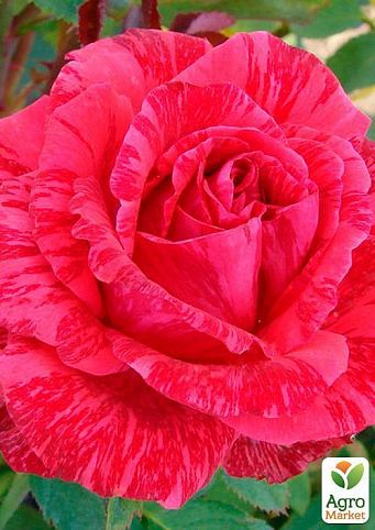 Роза чайно-гибридная "Ред Интернешнл" (саженец класса АА+) высший сорт