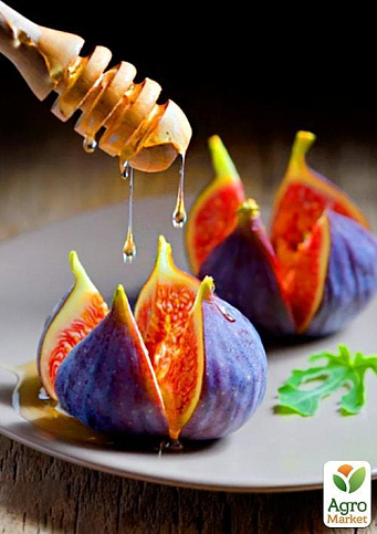 Ексклюзив! Інжир буро-фіолетового забарвлення "Шервуд" (Sherwood) (преміальний, високоврожайний сорт среднепозднего терміну дозрівання)