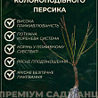 Персик колоноподібний "Пандора" (медовий післясмак, середній термін дозрівання) цена