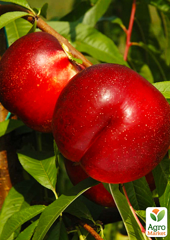 Нектарин "Флейвор Топ" (летний сорт, средний срок созревания)