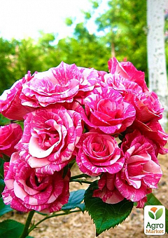 Эксклюзив! Роза мелкоцветковая (спрей) пестрая розовая в белую полосочку "Аннабель" (Annabelle) (саженец класса АА+, премиальный морозостойкий сорт)1