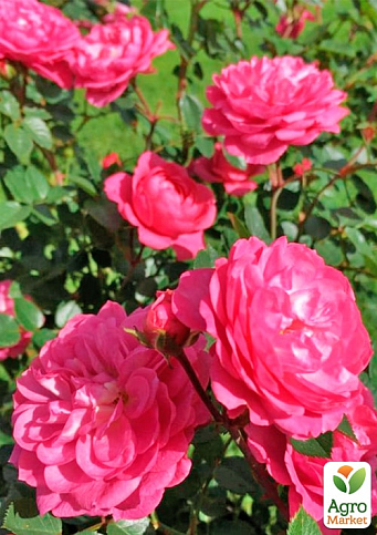 Троянда плетиста "Буги Вуги" (саджанець класу АА+) вищий сорт - фото 2