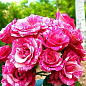 Ексклюзив! Роза мелкоцветковая (спрей) строката рожева в білу смужку "Аннабель" (Annabelle) (саджанець класу АА +, преміальний морозостійкий сорт)
