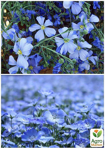 На вагу Льон блакитний ТМ "Весна" ціна за 5г - фото 2