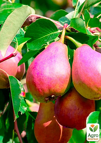 Груша "Диколор" (зимний сорт, поздний срок созревания) - фото 4