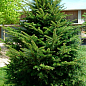 Ялиця Біла (Abies Alba) горщик P9