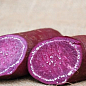 Батат "Purple" (солодка картопля) маточна бульба
