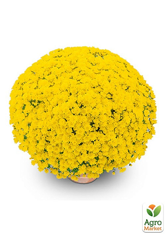 Хризантема мультифлора куляста "Bandol Yellow" - фото 2