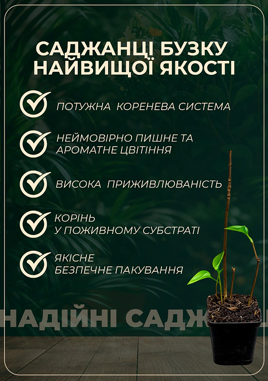 Бузок махровий інвітро "Анабель" (Syringa Anabe) вазон С1,5 - фото 2