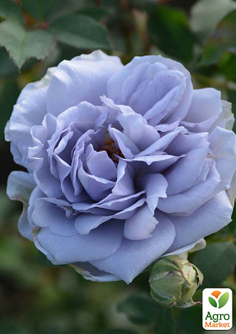 Троянда плетиста "Blue Moon" у контейнері, вищий сорт - фото 6