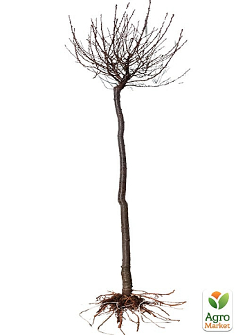 Вишня Шаровидная на штамбе (возраст от 2-х лет, высота 1,5-1,8м) - фото 3