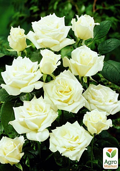 Роза чайно-гибридная "Аваланж" (очень ароматная!) (саженец класса АА+) высший сорт2