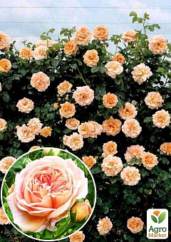 Троянда плетиста "Полька" (саджанець класу АА +) вищий сорт2