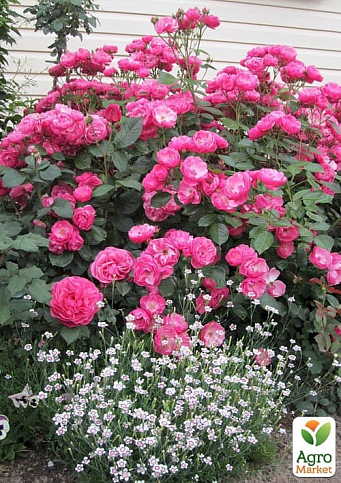 Роза флорибунда(мускусная) "Angela" (саженец класса АА+) высший сорт - фото 2