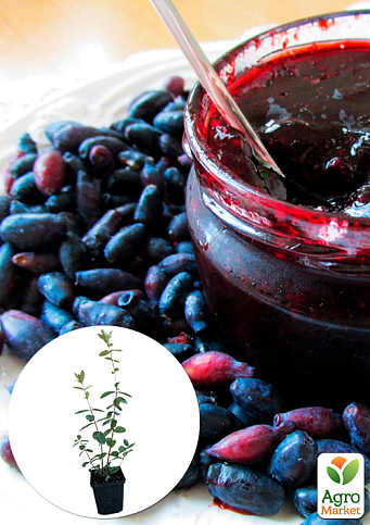 Эксклюзив! Жимолость сочного синего цвета "Топ" (Top) (премиальный, высокоурожайный, зимостойкий сорт)