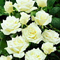 Троянда чайно-гібридна "Аваланж" (дуже ароматна!) (Саджанець класу АА +) вищий сорт