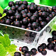 Смородина чёрная "Тисел" (Tisel) (ранний срок созревания)