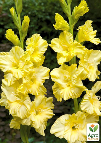 Гладіолус "Morning Gold" 3шт - фото 4
