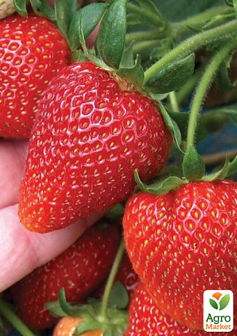 Клубника "Кабрилло" (Cabrillo) (ремонтантный, крупноплодный сорт)