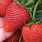 Клубника "Кабрилло" (Cabrillo) (ремонтантный, крупноплодный сорт)