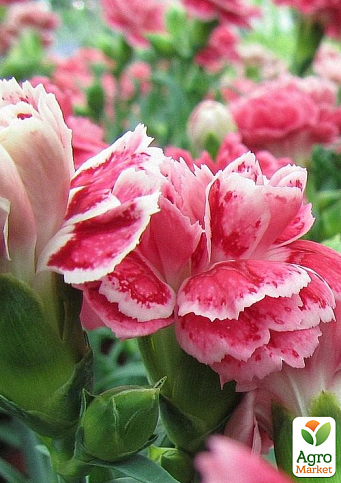 Гвоздика Махрова "Oscar White and Red" (контейнер № 10, висота 10 см)