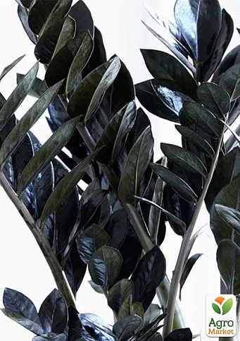 Замиокулькас черный "Raven" (долларовое дерево)  h45-55см - фото 6