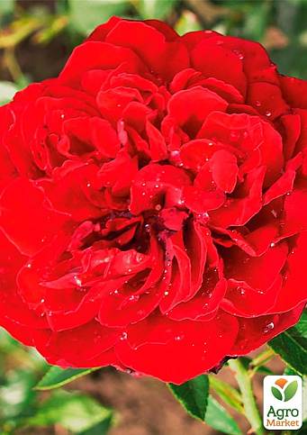 Роза плетистая "Бельканто" (саженец класса АА+) высший сорт - фото 3