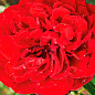 Роза плетистая "Бельканто" (саженец класса АА+) высший сорт цена