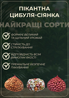 Голландська цибуля-сівок 0.5кг (арбажейка) середньо-рання, жовта "Montana"13