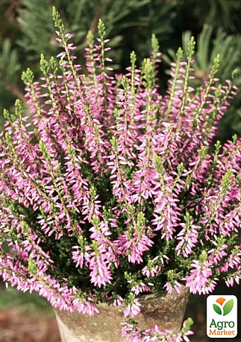 Вереск вечнозеленый "Myrtha" - фото 6