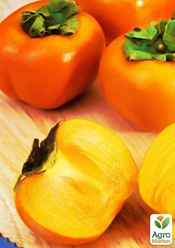 Хурма на виргинском морозостойком подвое "Виргинская крупноплодная" высший сорт!