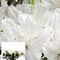 Рододендрон комнатный "White" 