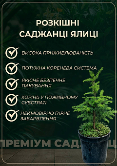 Ялиця Грецька 3-х річна "Meyer's Dwarf" висота 25-30см18