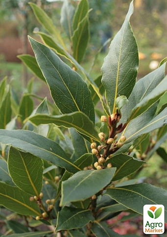 LMTD Лавр вічнозелений пишний кущ 6-ти річний "Laurus nobilis" (висота 80-120см) - фото 2