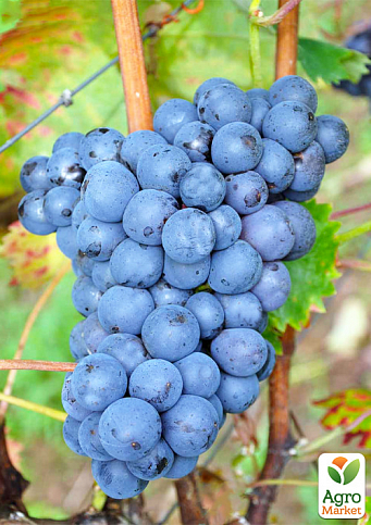 Виноград "Кабассия" (молдавский винный сорт)