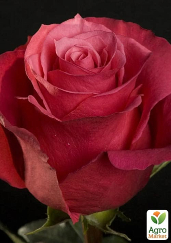 Роза чайно-гибридная "Черри О" (саженец класса АА+) высший сорт