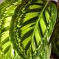 Калатея "Flamestar" высота 35-45см